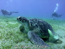 Turtle in Marsa Alam by Alberto D'este 
